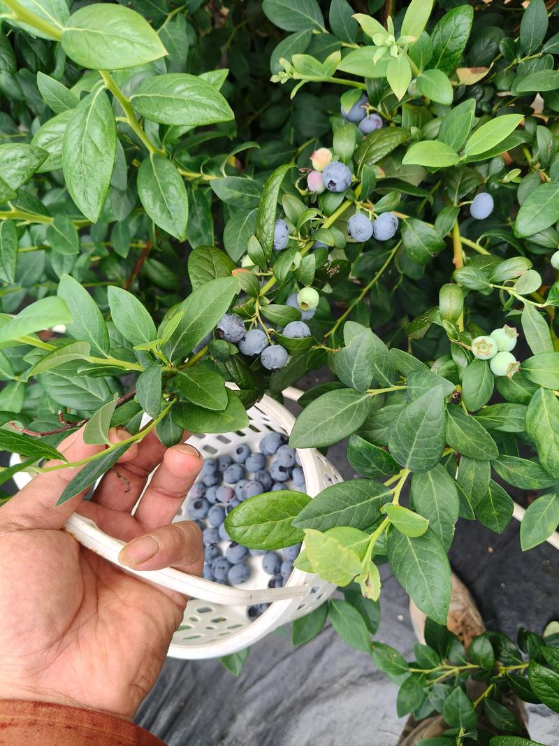 羊粪可以种蓝莓吗?正确使用方法是关键,做错一步全白费 羊粪可以种蓝莓吗?正确使用方法是关键,做错一步全白费
