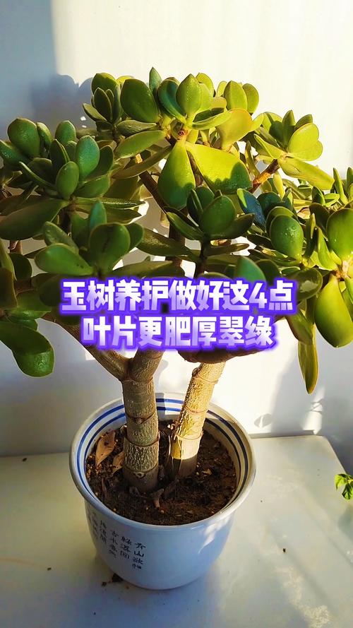 玉树能用磷酸二氢钾吗?正确使用让叶片肥厚、枝干强壮 总结