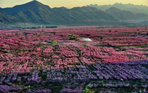 北京哪里有桃树？2026年桃树苗采购与种植全指南