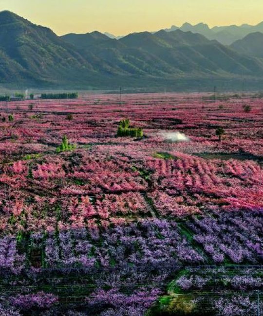 北京哪里有桃树？2026年桃树苗采购与种植全指南