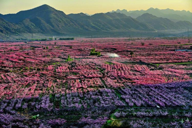 北京哪里有桃树?2026年桃树苗采购与种植全指南 北京哪里有桃树?2026年桃树苗采购与种植全指南