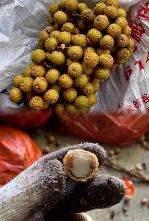 菩提树结果吗?详解菩提树花期、果期与观赏期全攻略 菩提树结果吗?详解菩提树花期、果期与观赏期全攻略