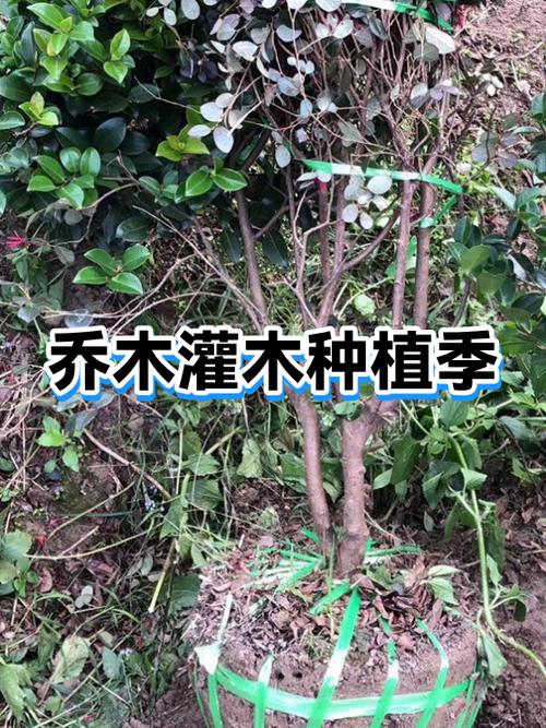 乔灌木移栽适宜时间全攻略 六、缓苗管理