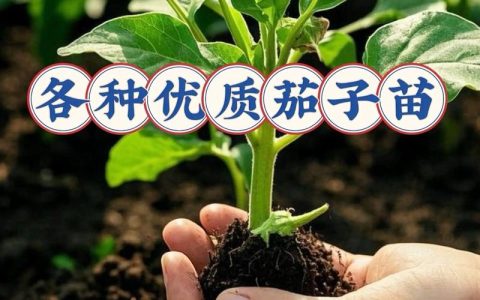 怎么育茄子苗？从选种到壮苗的完整操作指南