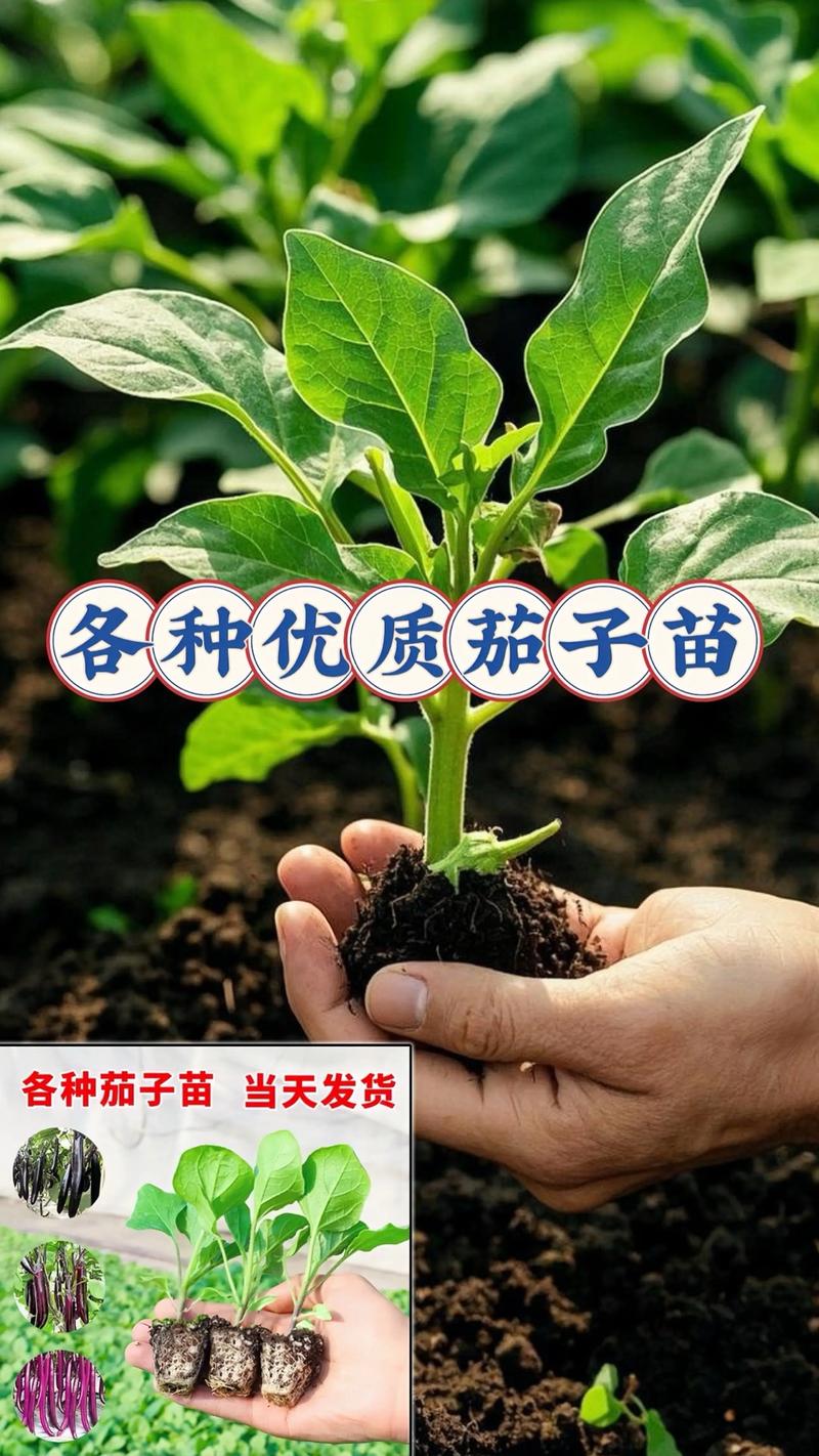怎么育茄子苗?从选种到壮苗的完整操作指南 一、种子处理与催芽