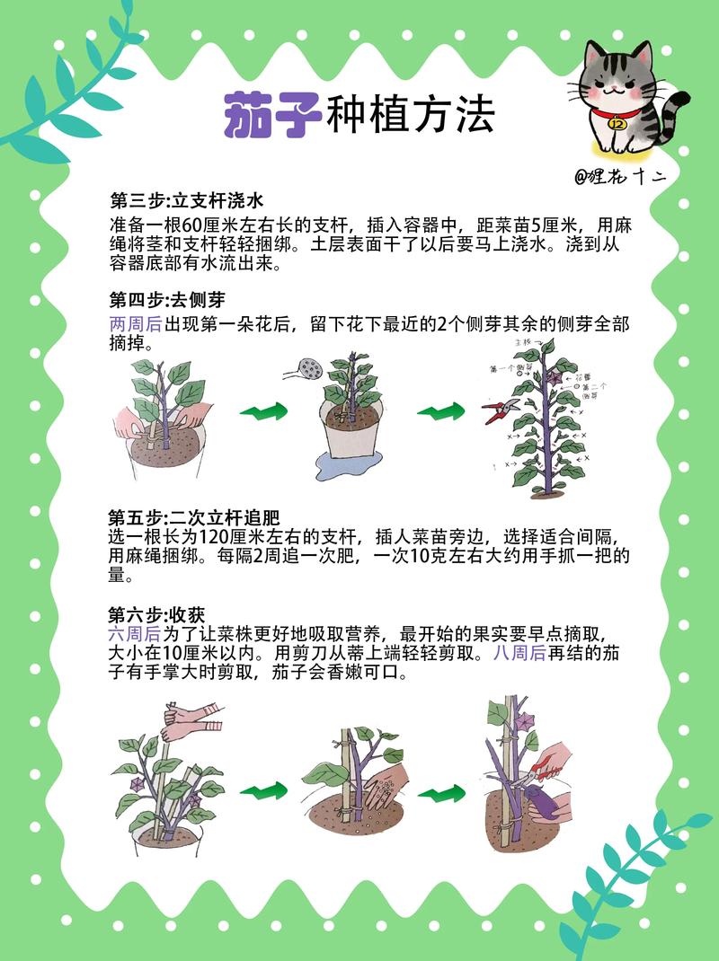 怎么育茄子苗?从选种到壮苗的完整操作指南 二、播种与基质准备