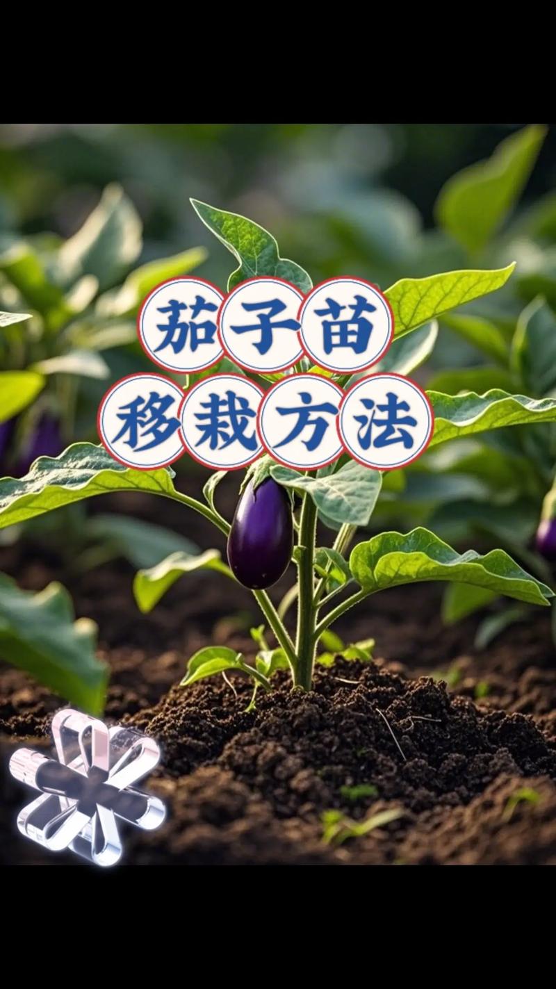 怎么育茄子苗?从选种到壮苗的完整操作指南 五、常见问题与对策
