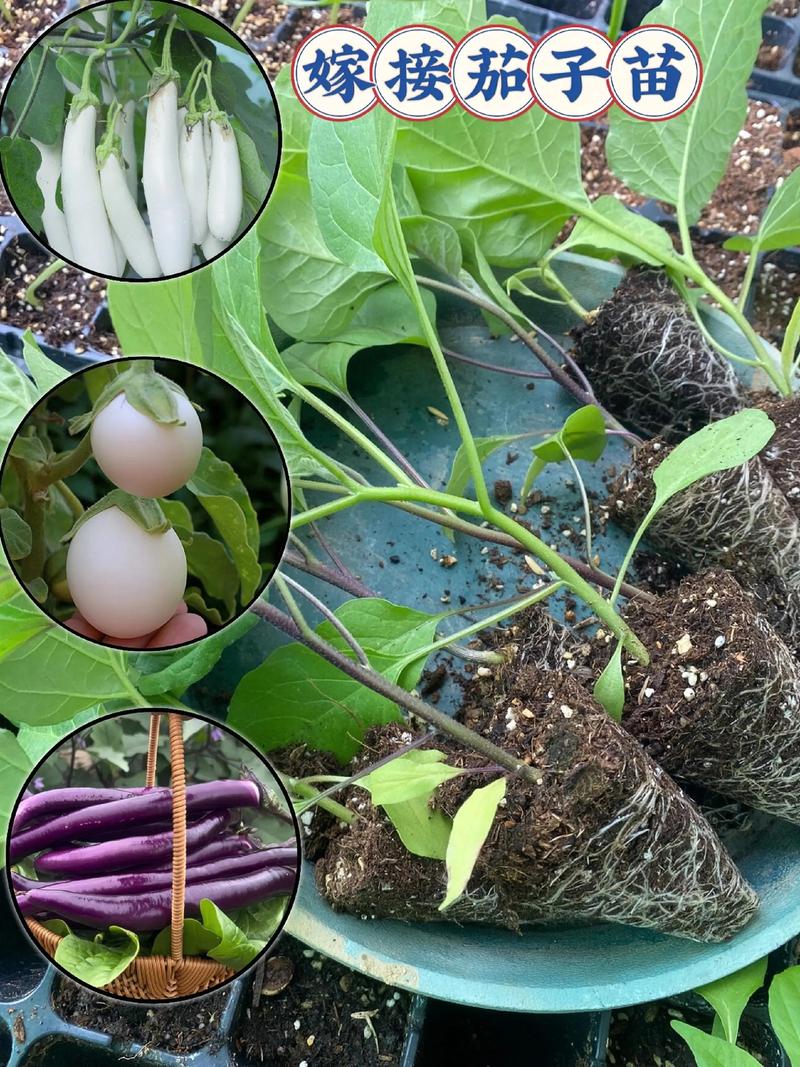 怎么育茄子苗?从选种到壮苗的完整操作指南 四、炼苗与移栽前准备