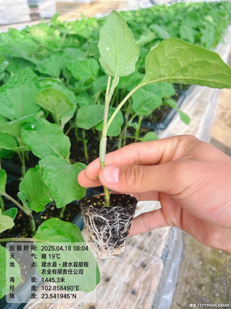 怎么育茄子苗?从选种到壮苗的完整操作指南 六、何时可以移栽?