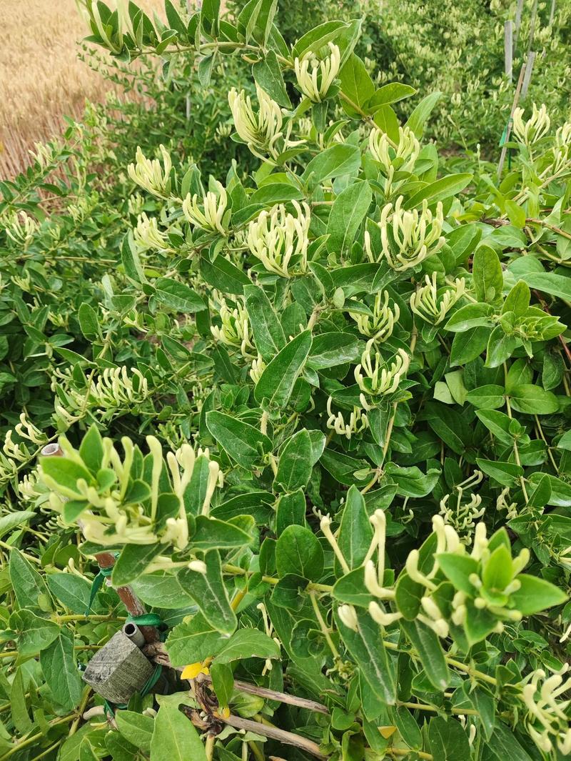 金银花种植哪里好?先选对地方,成活率就高一半 七、成活注意事项
