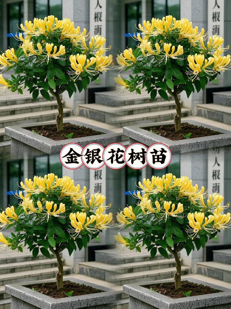 金银花种植哪里好?先选对地方,成活率就高一半 结语