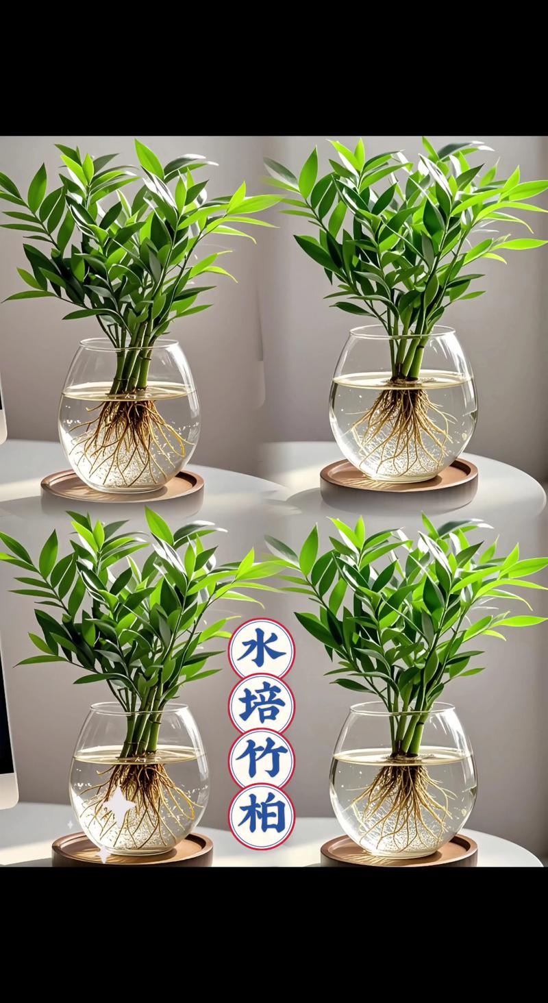 水培植物采购渠道选择指南:科学评估与风险规避 水培植物采购渠道选择指南:科学评估与风险规避