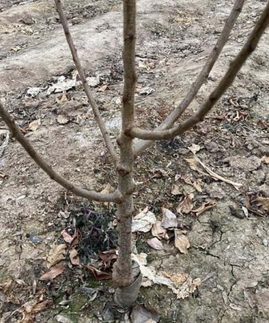 大李子树怎么修剪？按树龄分期操作，丰产稳产有保障