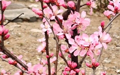 樱花树是春天开的吗？揭秘樱花花期与园艺养护全攻略