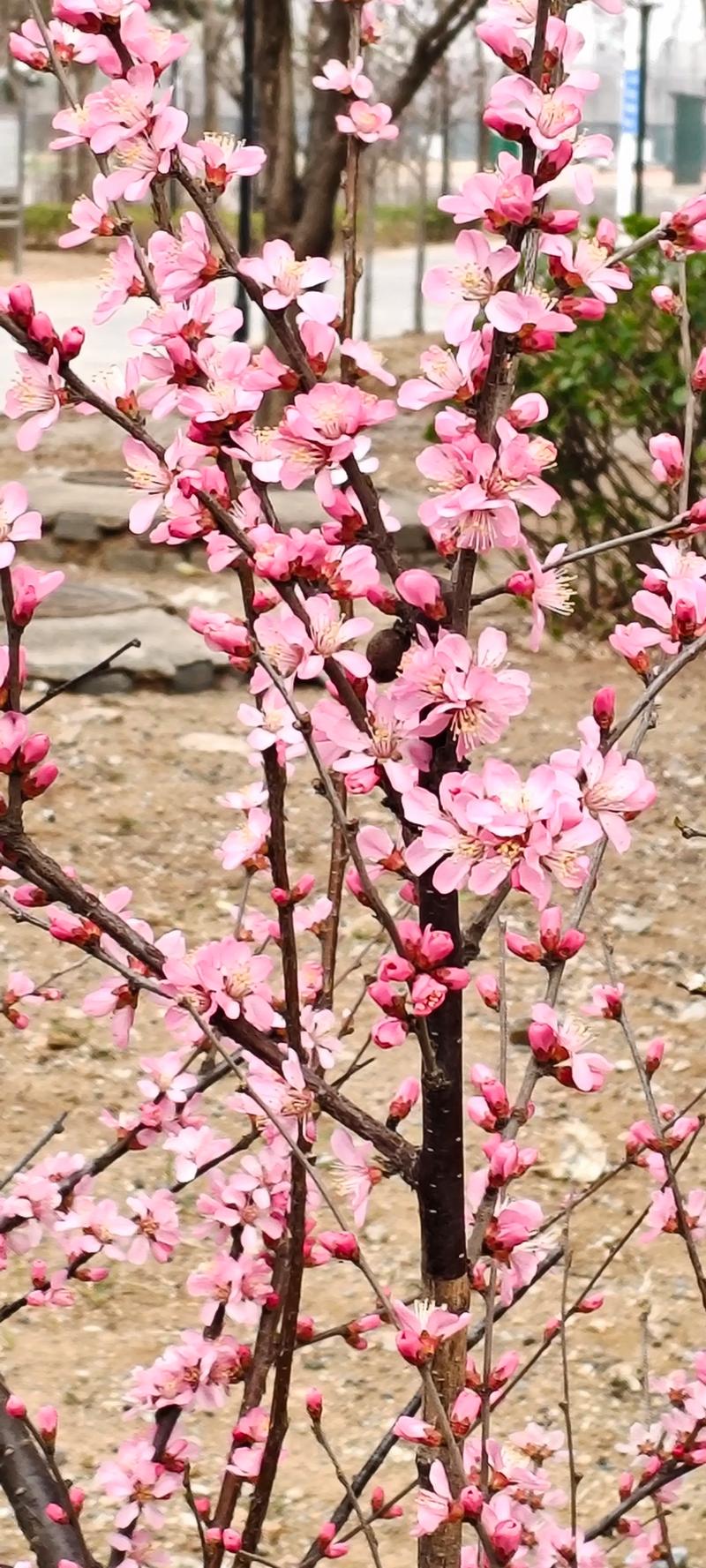 樱花树是春天开的吗?揭秘樱花花期与园艺养护全攻略 樱花树:春天开是主流,但不是唯一