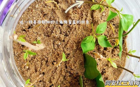 三角梅扦插的最佳时间与全流程技术指南