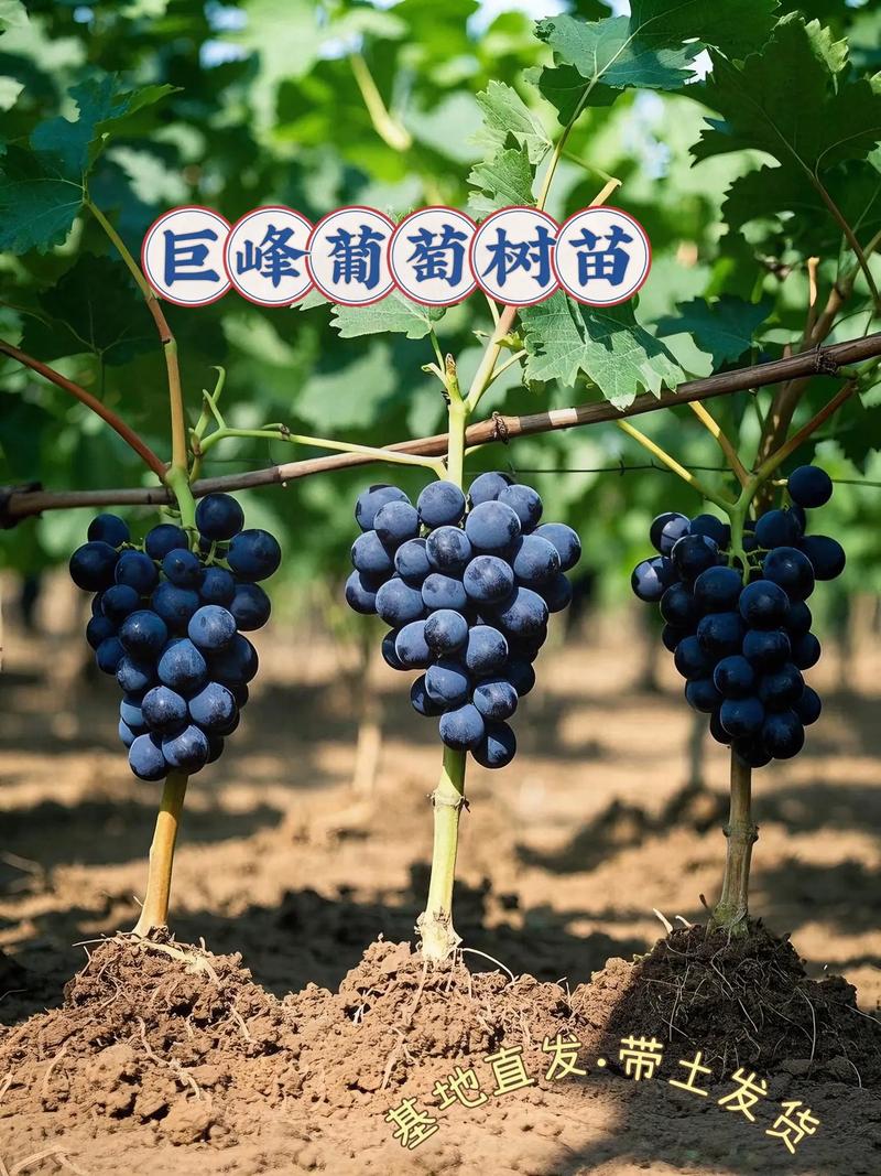 葡萄树想长得好,先把品种、树势和水肥节奏配对 按这4个标准检查,葡萄树长势就不会偏