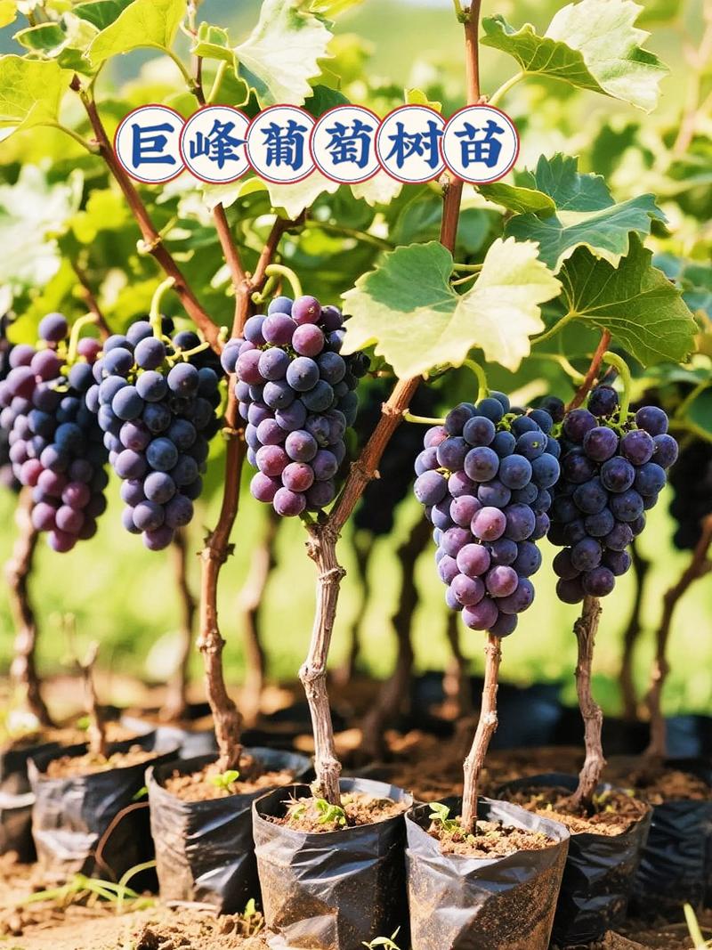 葡萄树想长得好,先把品种、树势和水肥节奏配对 让葡萄树长得好的核心,是“前期定型、中期控旺、后期稳产”
