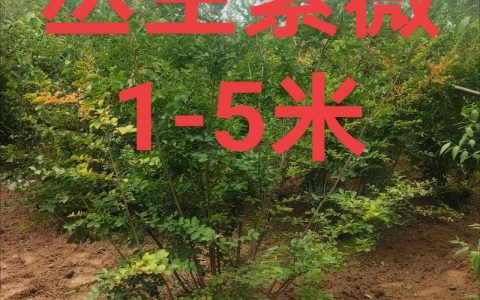 紫微树苗采购渠道如何选？专家手把手教你避坑指南
