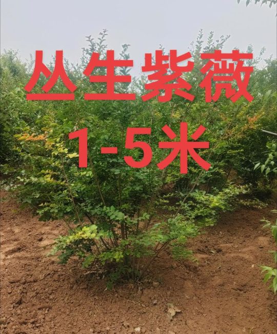 紫微树苗采购渠道如何选？专家手把手教你避坑指南