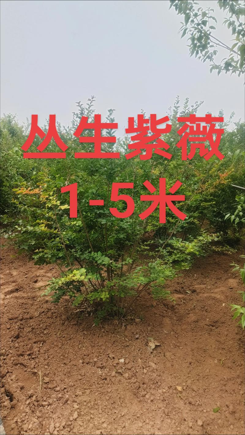 紫微树苗采购渠道如何选?专家手把手教你避坑指南 紫微树苗采购渠道如何选?专家手把手教你避坑指南
