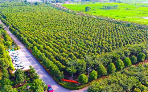 如何精准定位并核实附近苗圃基地：苗木采购全流程避坑指南