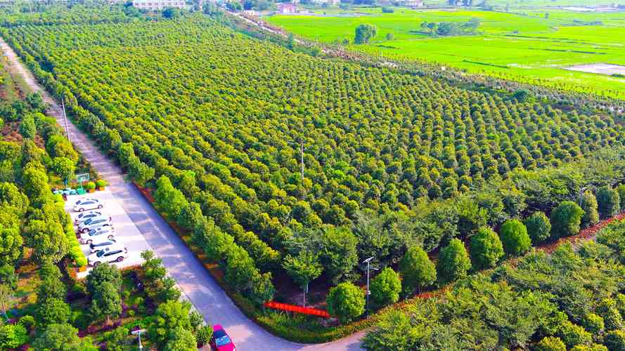 如何精准定位并核实附近苗圃基地:苗木采购全流程避坑指南 如何精准定位并核实附近苗圃基地:苗木采购全流程避坑指南