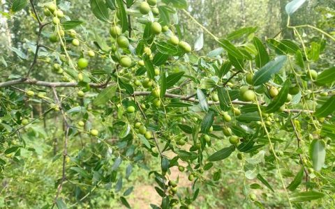 酸枣树种植与管理全攻略：从选苗到成活的关键技术