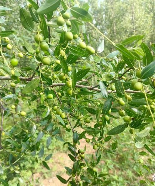 酸枣树种植与管理全攻略：从选苗到成活的关键技术