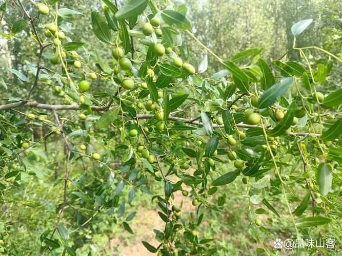 酸枣树种植与管理全攻略:从选苗到成活的关键技术 酸枣树种植与管理全攻略:从选苗到成活的关键技术