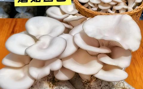 菌菇种植全攻略：从菌包到采收的7步操作指南