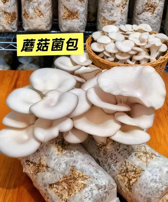菌菇种植全攻略：从菌包到采收的7步操作指南