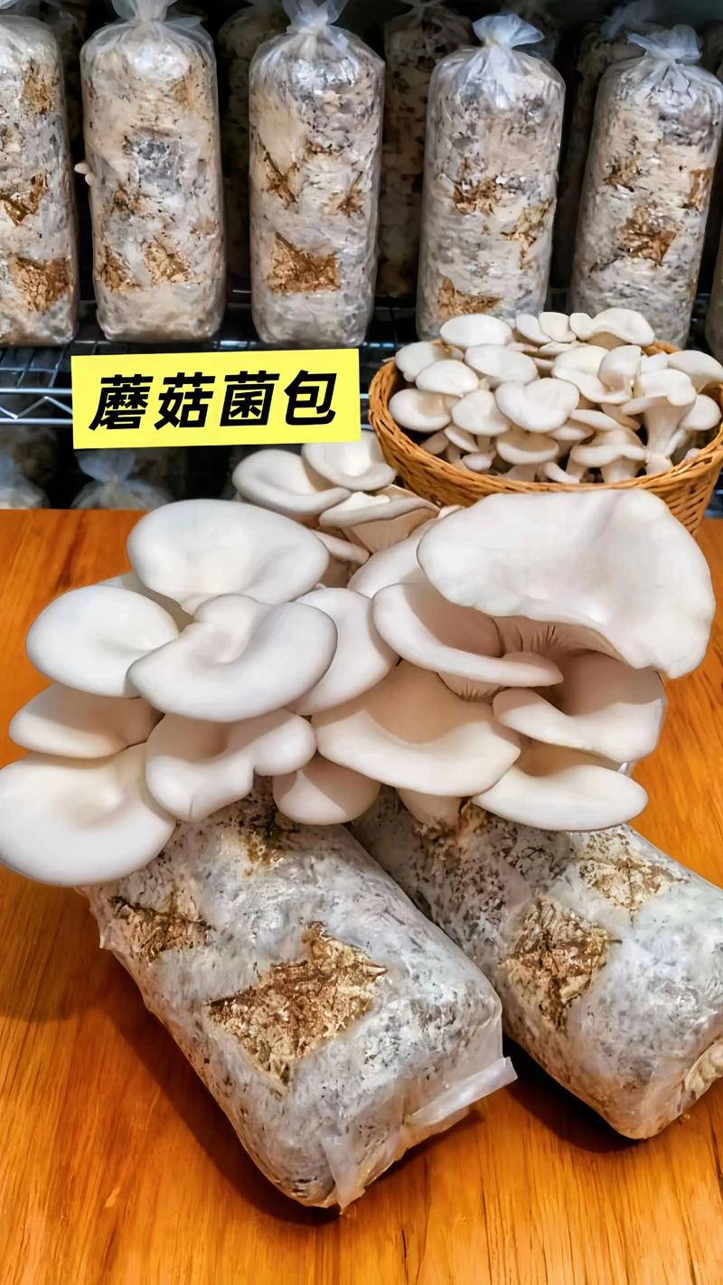 菌菇种植全攻略:从菌包到采收的7步操作指南 一、适宜时间
