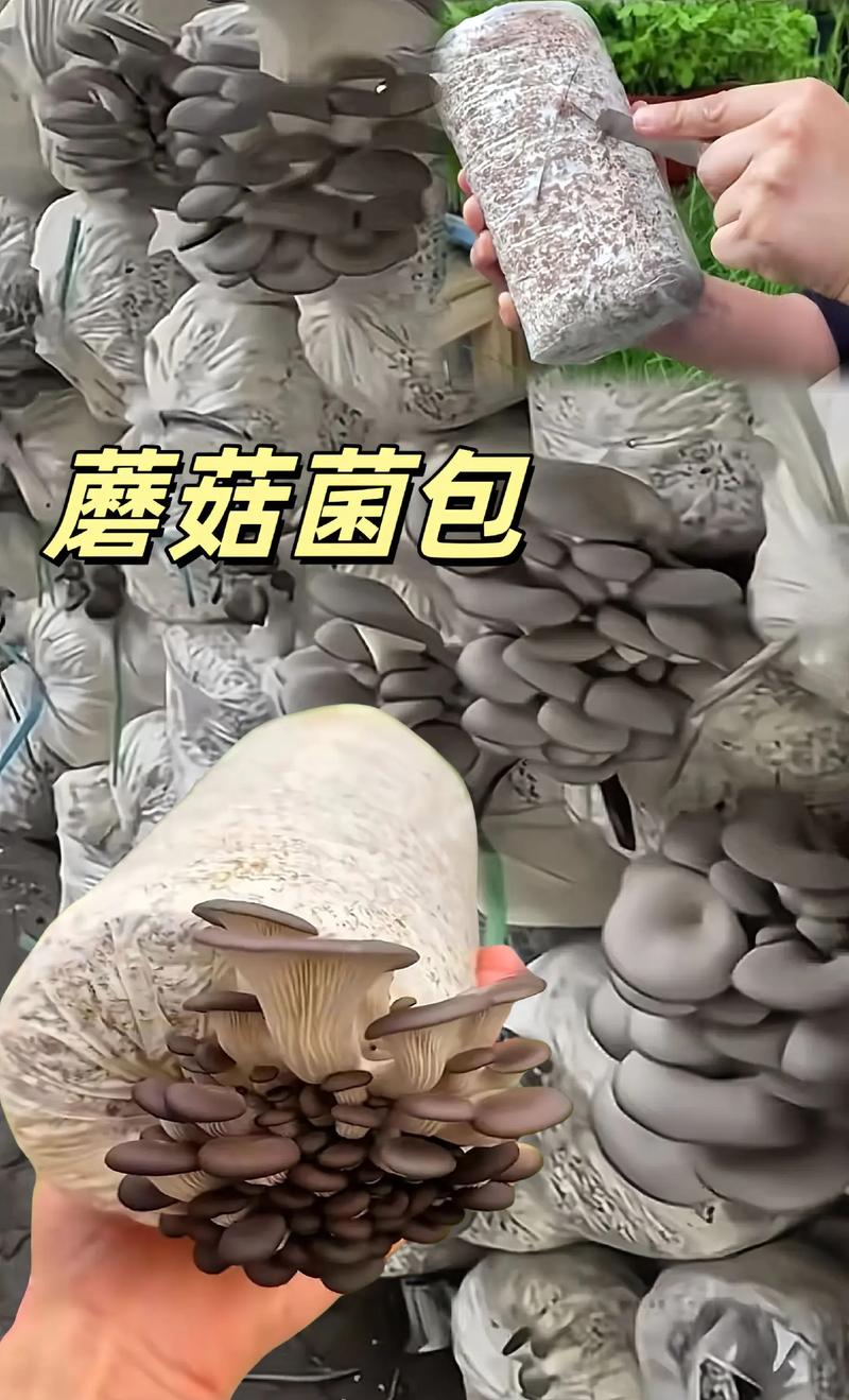 菌菇种植全攻略:从菌包到采收的7步操作指南 四、栽植深度(菌种埋入深度)