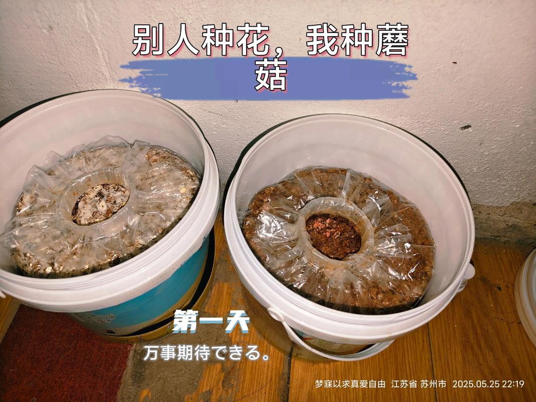 菌菇种植全攻略:从菌包到采收的7步操作指南 六、缓苗管理(原基形成与出菇期管理)