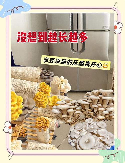 菌菇种植全攻略:从菌包到采收的7步操作指南 七、成活注意事项(出菇期问题与采收后管理)