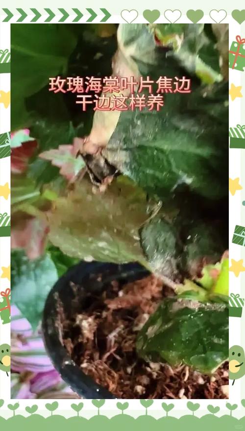海棠花叶子干枯怎么回事?别慌,六大原因与精准复壮方案来了 光照与水肥精准方案