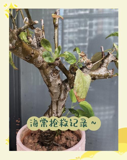 海棠花叶子干枯怎么回事?别慌,六大原因与精准复壮方案来了 修剪促花系统指导