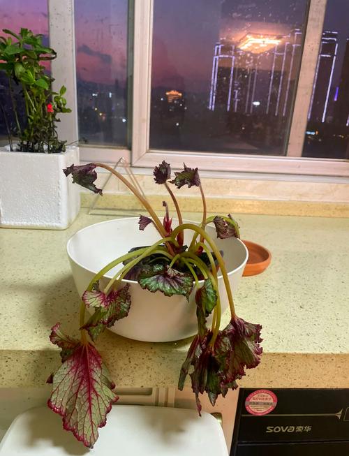 海棠花叶子干枯怎么回事?别慌,六大原因与精准复壮方案来了 盆栽/地栽选择决策
