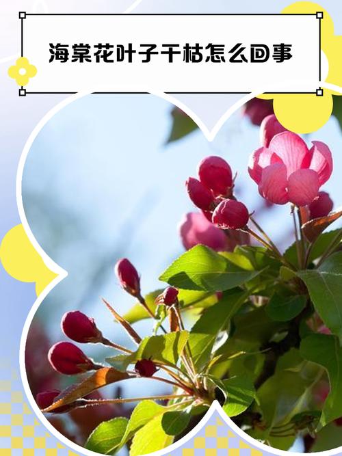 海棠花叶子干枯怎么回事?别慌,六大原因与精准复壮方案来了 常见误区与纠正