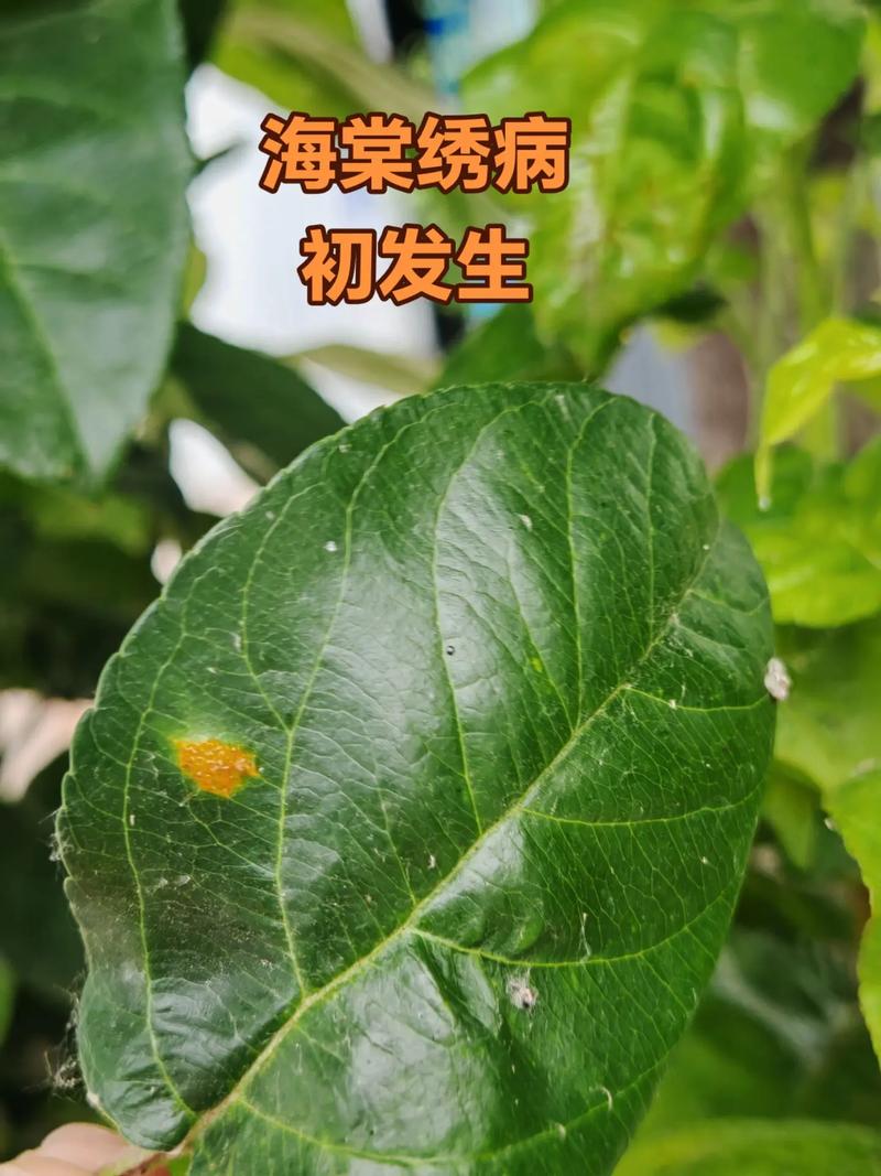 海棠花叶子干枯怎么回事?别慌,六大原因与精准复壮方案来了 FAQ