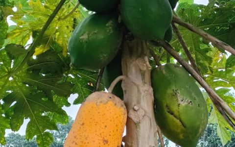 木瓜哪个季节成熟？一张表看懂花期、果期与最佳采收时间