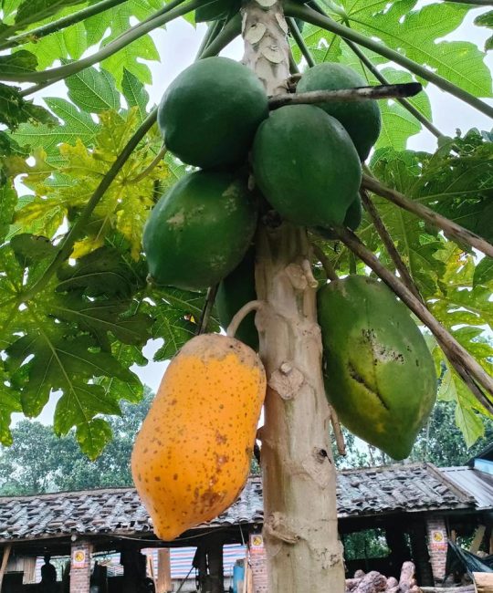 木瓜哪个季节成熟？一张表看懂花期、果期与最佳采收时间