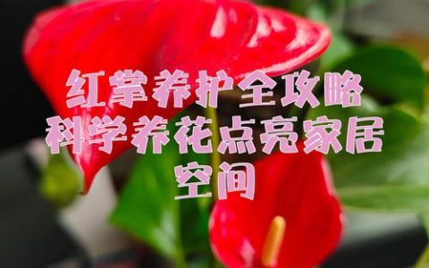 红掌不开花怎么办？原因排查与促花养护全攻略