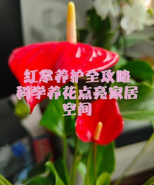 红掌不开花怎么办？原因排查与促花养护全攻略