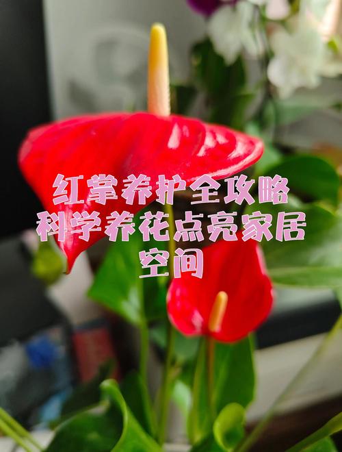 红掌不开花怎么办?原因排查与促花养护全攻略 红掌不开花的常见原因列表
