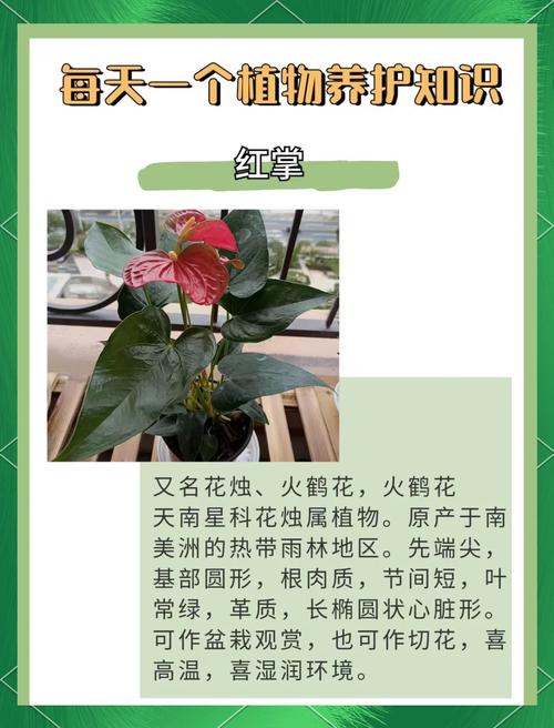 红掌不开花怎么办?原因排查与促花养护全攻略 处理方法(针对每个原因)