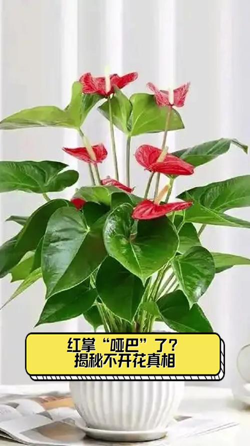 红掌不开花怎么办?原因排查与促花养护全攻略 病虫害处理(仅作补充)