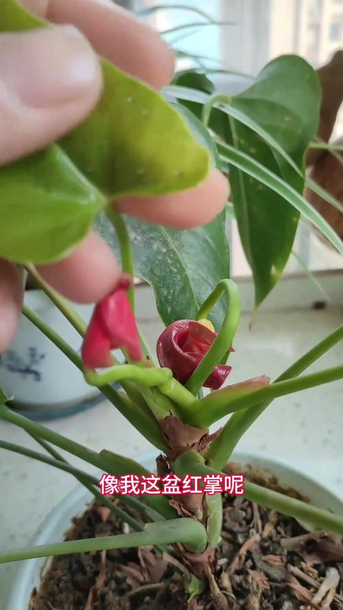 红掌不开花怎么办?原因排查与促花养护全攻略 FAQ