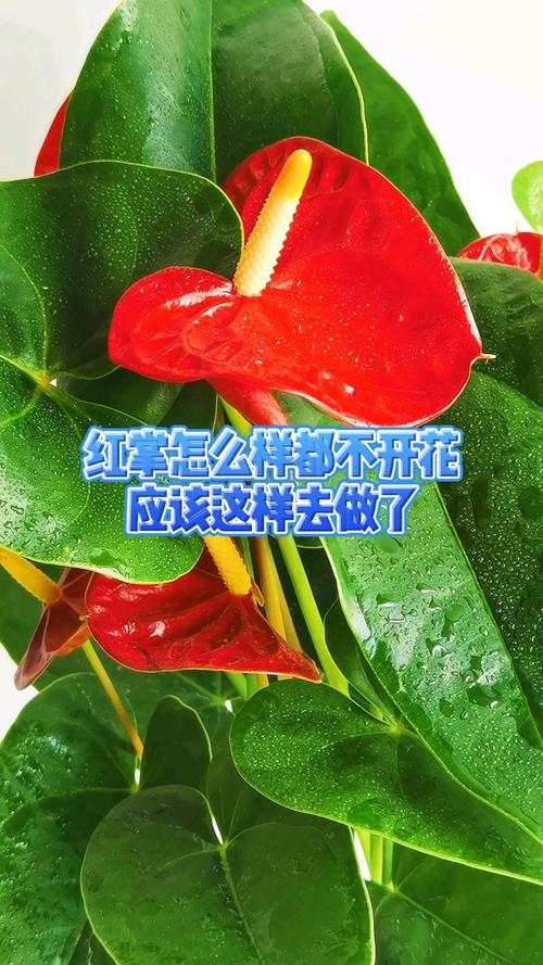 红掌不开花怎么办?原因排查与促花养护全攻略 总结